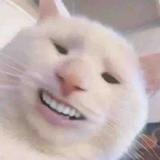卢总和杜总头像