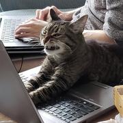 Raccoon的个人资料头像