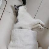 老野猪佩琪吖头像