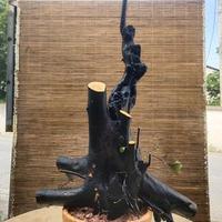钟二老盆景头像
