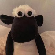 小羊肖恩767的个人资料头像