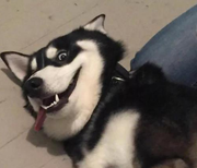 皮蛋廋肉周的个人资料头像