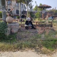 China幸福20头像