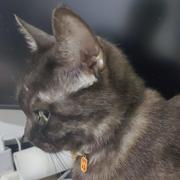 胖猪与小黑的个人资料头像