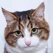 simplepxy的个人资料头像