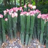 宋先森120头像