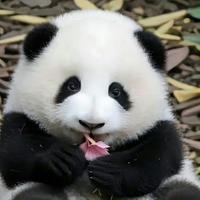 思考的风吹到这里头像