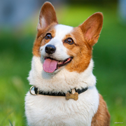 爱编码的小贼的个人资料头像