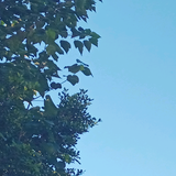 天蓝精头像