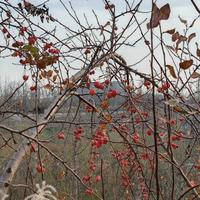 多才精神小妹头像