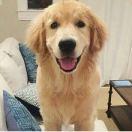 黄黄黄黄的懵的个人资料头像