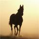 oldhorselin0512头像