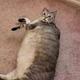 8加肥猫8头像