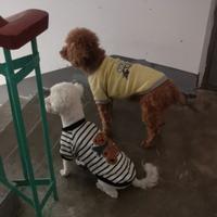 风趣一丝不苟的光束头像