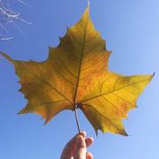 A倩的个人资料头像