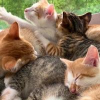 认真的微风h3P头像