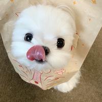 小猪暹罗头像