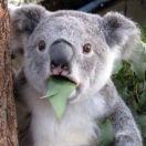 考拉在草丛的个人资料头像