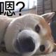 就是那一坨头像