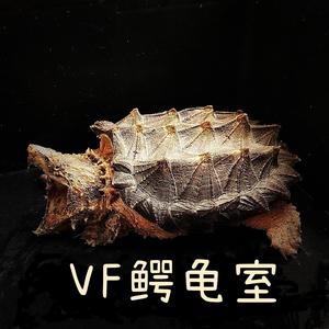 VF鳄龟室头像