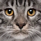 猫影人头像