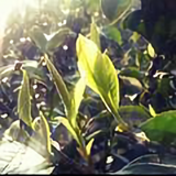 滇红古茶韵头像
