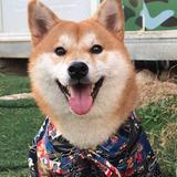 小柴的麻麻ying头像