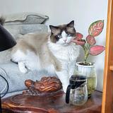 吃花的猫猫头像