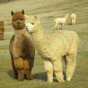 一只小毛驴_的个人资料头像