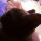 羽觞醉月的个人资料头像