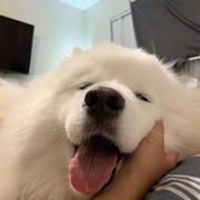 肥月的个人资料头像
