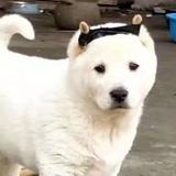 乡村莫莫头像