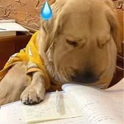 月满轩尼诗的个人资料头像