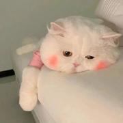 粥粥111111的个人资料头像