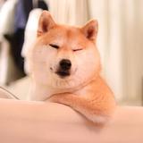 用户1863732412817头像