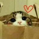 睡觉突然减肥Zz的个人资料头像