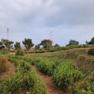 信阳馥郁贡茗茶头像