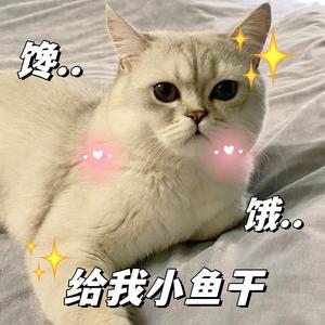 家里好多猫的小路头像