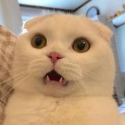 Hin的个人资料头像