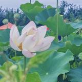 糯米粒儿140719553头像
