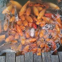 康荣君17头像