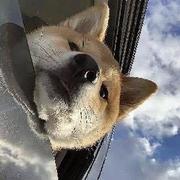 狗子663的个人资料头像