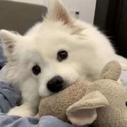 Affectionate的个人资料头像