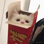 咕噜咕噜吨吨吨的个人资料头像