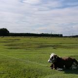 幸福晴空万里头像