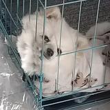 阿宁选车头像
