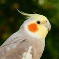 嘟嘟6嘟嘟头像