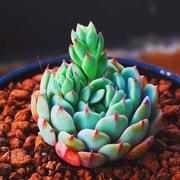 AmiLhj的个人资料头像