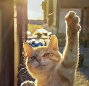 码上成长的个人资料头像