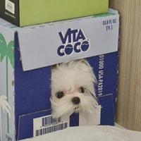 土拨猪猪猪头像